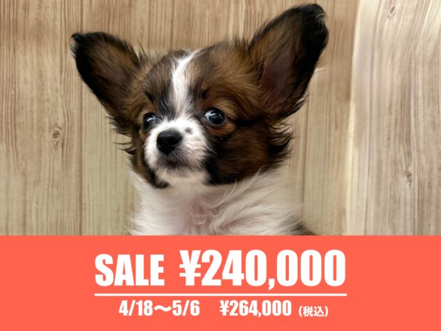 広島県のパピヨン (アミーゴ東深津店/2025年2月10日生まれ/女の子/ホワイトブラウン)の子犬