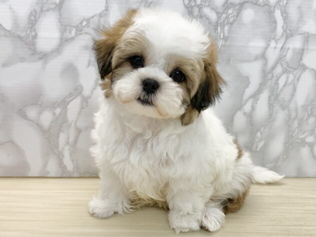 広島県のハーフ犬・ミックス犬 (アミーゴ宇品店/2025年2月21日生まれ/女の子/ホワイトゴールド)の子犬
