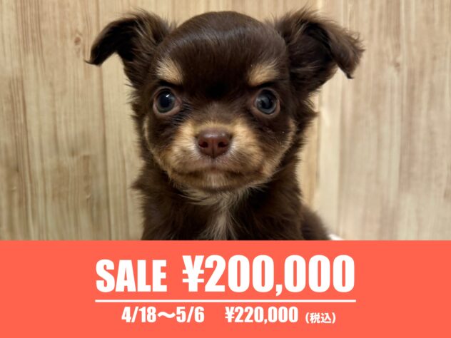 広島県のチワワ(ロング) (アミーゴ東深津店/2025年2月11日生まれ/女の子/チョコレートタン)の子犬