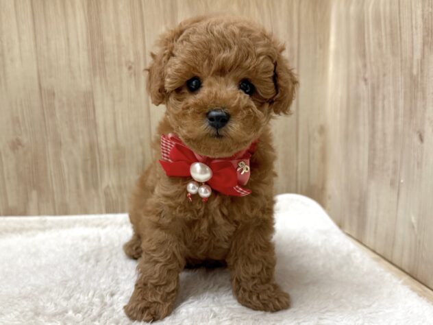 広島県のトイプードル(トイ) (アミーゴ東深津店/2025年2月22日生まれ/女の子/レッド)の子犬