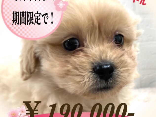 岡山県のハーフ犬・ミックス犬 (アミーゴ津山店/2025年2月7日生まれ/男の子/クリーム)の子犬