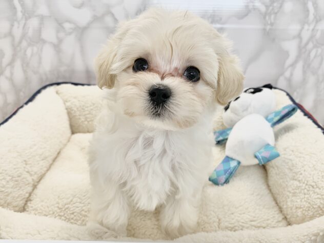 広島県のハーフ犬・ミックス犬 (アミーゴ宇品店/2025年2月20日生まれ/女の子/クリーム)の子犬