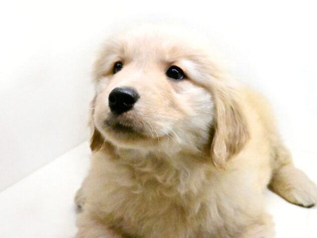 岡山県のゴールデンレトリバー (アミーゴ津山店/2025年2月3日生まれ/男の子/ゴールド)の子犬