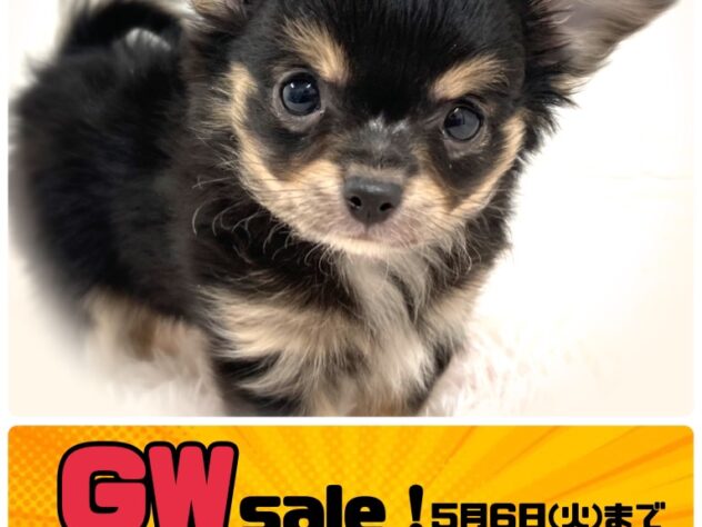 岡山県のチワワ(ロング) (アミーゴ津山店/2025年2月9日生まれ/男の子/ブラックタン)の子犬
