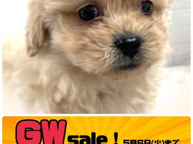 岡山県のハーフ犬・ミックス犬 (アミーゴ津山店/2025年2月7日生まれ/男の子/クリーム)の子犬