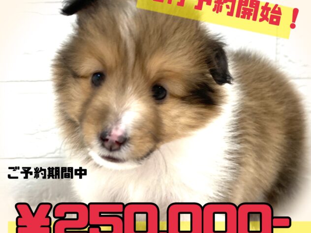 岡山県のシェットランドシープドッグ (アミーゴ津山店/2025年3月11日生まれ/女の子/セーブルホワイト)の子犬