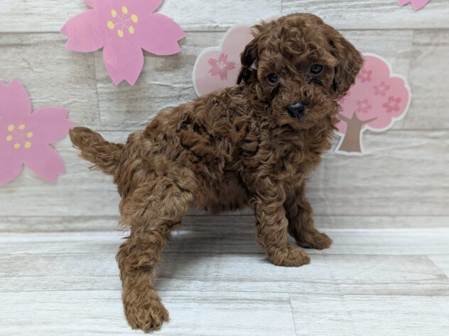 岩手県のトイプードル(トイ) (アミーゴ一関店/2025年2月8日生まれ/女の子/レッド)の子犬