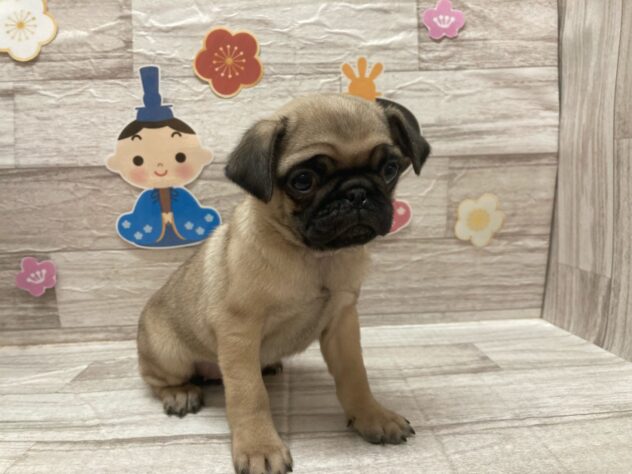 岩手県のパグ (アミーゴ一関店/2024年12月25日生まれ/女の子/フォーン)の子犬