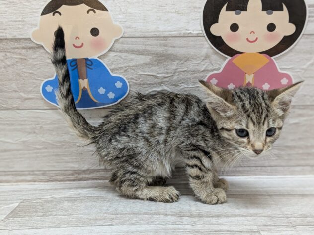 岩手県のスコティッシュフォールド (アミーゴ一関店/2024年12月18日生まれ/女の子/ブラウンタビー)の子猫