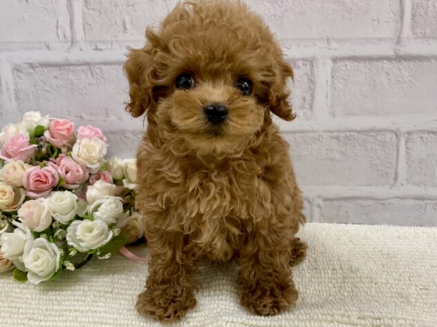 山口県のトイプードル(トイ) (アミーゴ周南店/2025年2月1日生まれ/男の子/アプリコット)の子犬