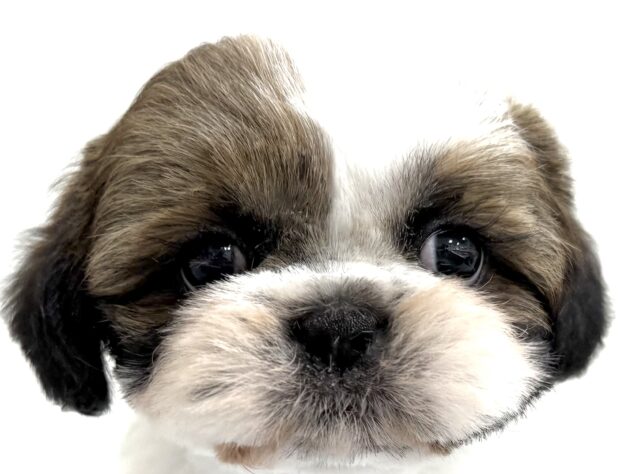 三重県のシーズー (アミーゴ四日市日永店/2025年1月21日生まれ/女の子/ホワイトゴールド)の子犬