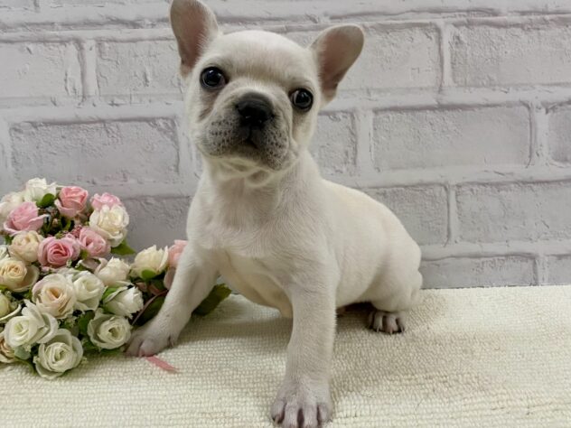 山口県のフレンチブルドッグ (アミーゴ周南店/2025年2月3日生まれ/男の子/クリーム)の子犬