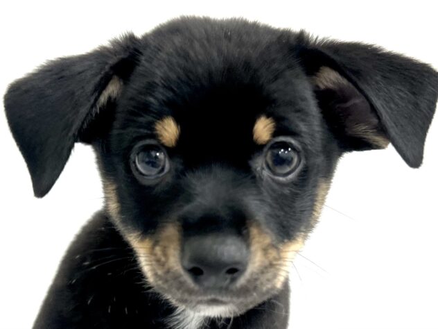 三重県のハーフ犬・ミックス犬 (アミーゴ四日市日永店/2025年2月23日生まれ/男の子/その他色)の子犬