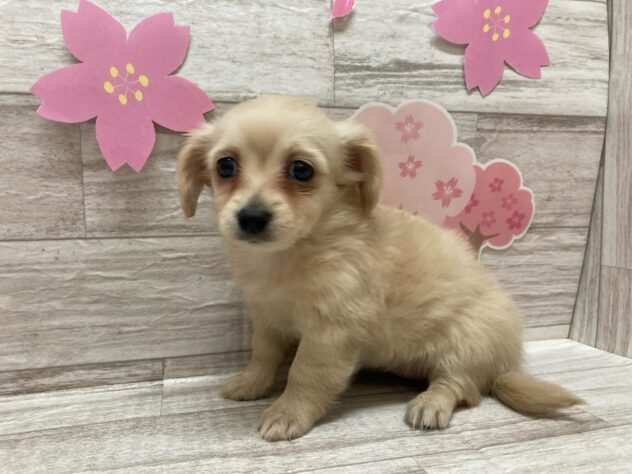 岩手県のハーフ犬・ミックス犬 (アミーゴ一関店/2025年2月11日生まれ/女の子/クリーム)の子犬