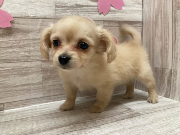岩手県のハーフ犬・ミックス犬 (アミーゴ一関店/2025年2月11日生まれ/女の子/クリーム)の子犬