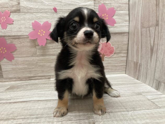 岩手県のハーフ犬・ミックス犬 (アミーゴ一関店/2025年2月13日生まれ/男の子/ブラックタンホワイト)の子犬