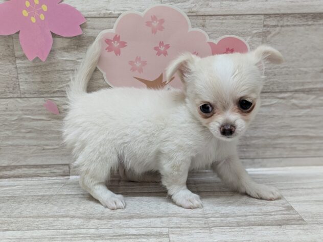 岩手県のチワワ(ロング) (アミーゴ一関店/2025年2月5日生まれ/女の子/クリーム)の子犬