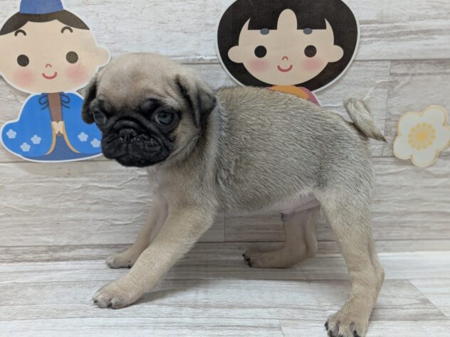 岩手県のパグ (アミーゴ一関店/2025年1月23日生まれ/男の子/フォーン)の子犬