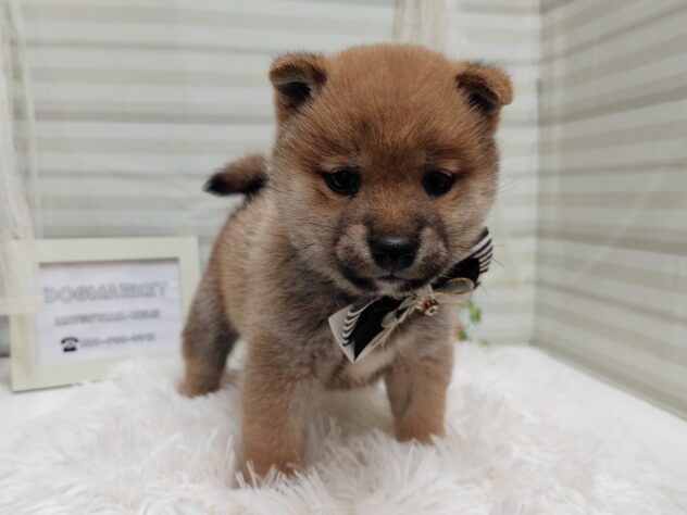 愛媛県の豆柴 (アミーゴ松山久米店/2025年2月9日生まれ/女の子/赤)の子犬
