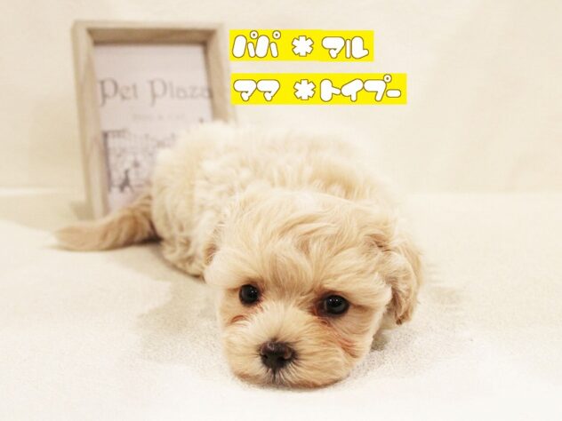 兵庫県のハーフ犬・ミックス犬 (アミーゴ神戸灘店/2025年2月21日生まれ/男の子/クリーム)の子犬