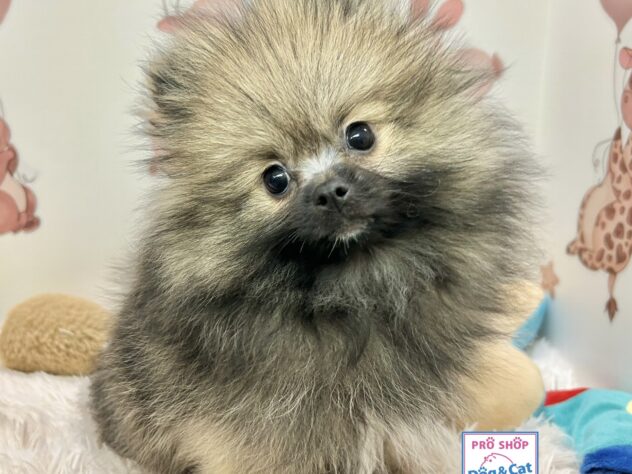 広島県のポメラニアン (アミーゴ温品店/2025年1月1日生まれ/女の子/オレンジセーブル)の子犬