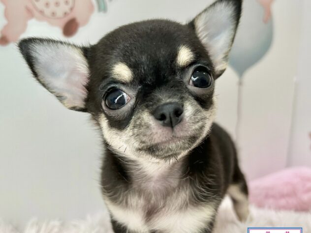 広島県のチワワ(ロング) (アミーゴ温品店/2025年2月22日生まれ/女の子/ブラックタン)の子犬