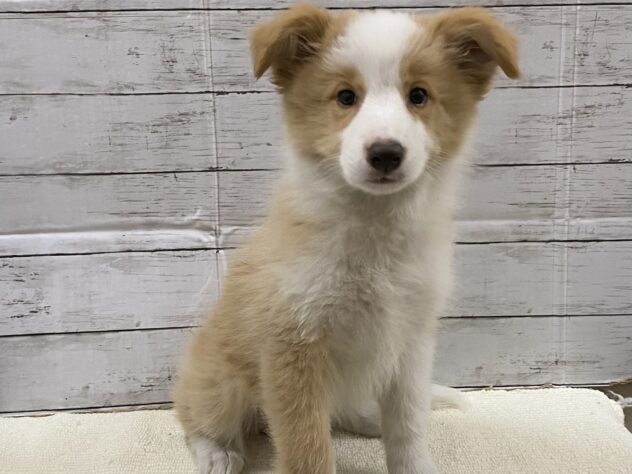 山口県のボーダーコリー (アミーゴ周南店/2025年1月9日生まれ/女の子/レッドホワイト)の子犬