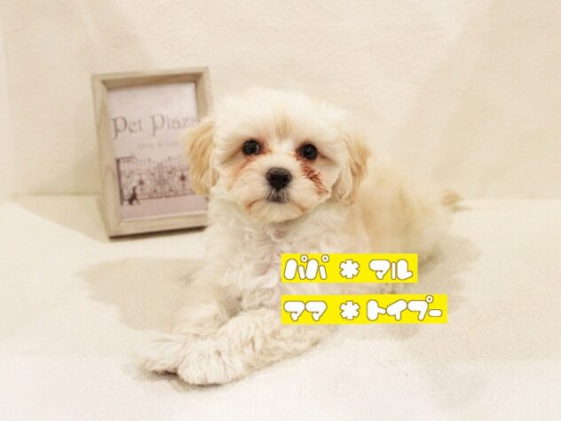兵庫県のハーフ犬・ミックス犬 (アミーゴ神戸灘店/2025年2月21日生まれ/女の子/クリーム)の子犬