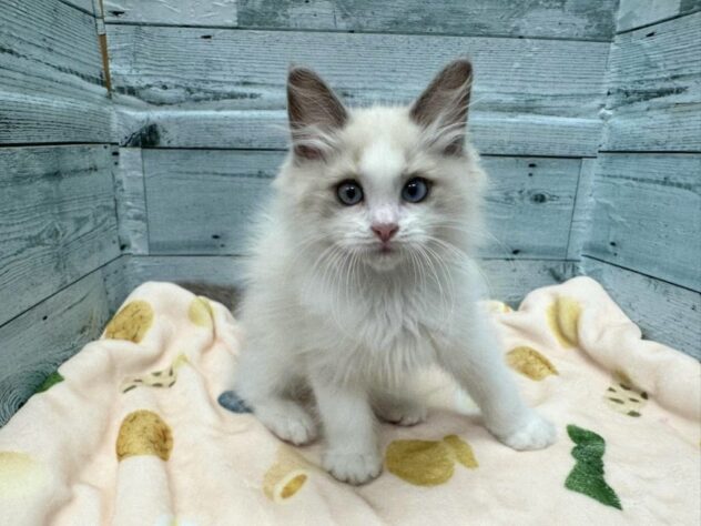 徳島県のラグドール (アミーゴ北島店/2025年2月4日生まれ/男の子/ブルーポイントバイカラー)の子猫