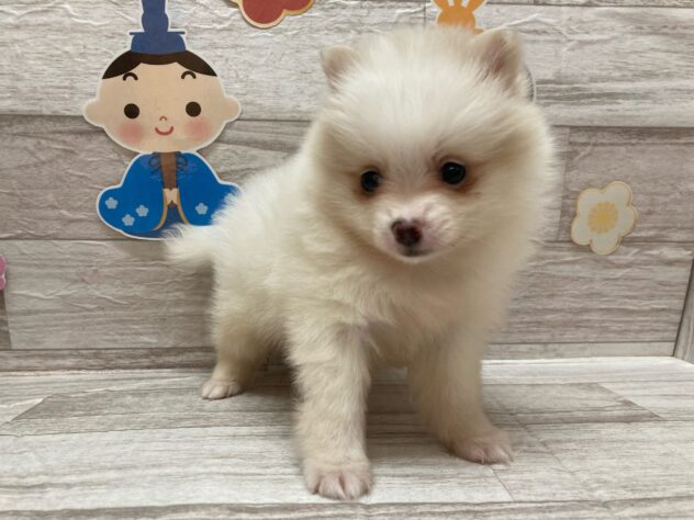 岩手県のポメラニアン (アミーゴ一関店/2025年1月16日生まれ/男の子/クリームホワイト)の子犬