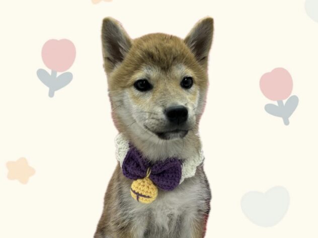 岡山県のシバイヌ（柴犬） (アミーゴ岡南店/2024年11月20日生まれ/女の子/赤)の子犬