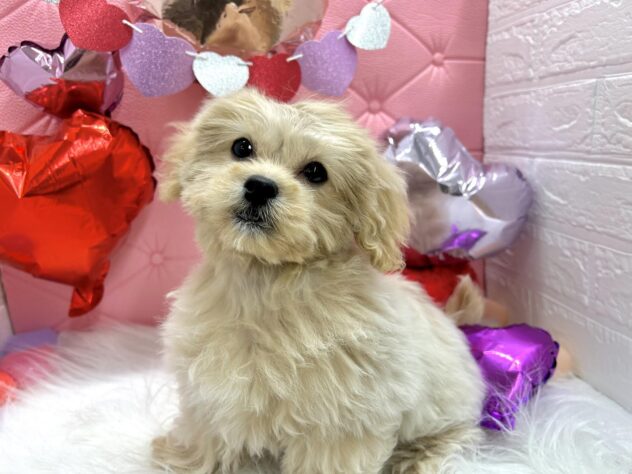 岡山県のハーフ犬・ミックス犬 (アミーゴ岡南店/2024年12月8日生まれ/女の子/ホワイト)の子犬