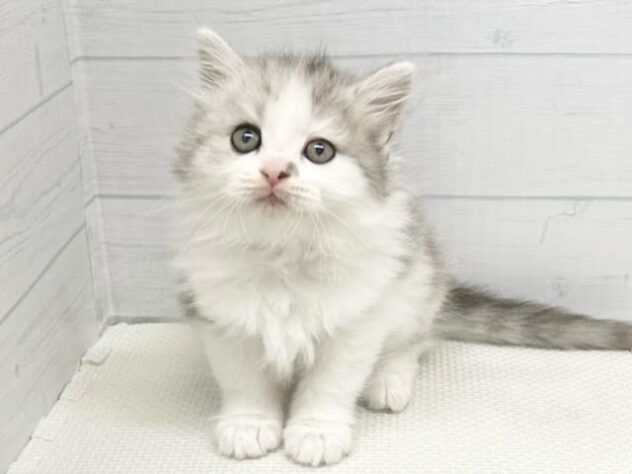 徳島県のラガマフィン (アミーゴ徳島店/2025年2月8日生まれ/男の子/シルバータビーホワイト)の子猫