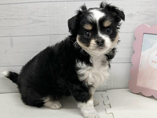 徳島県のハーフ犬・ミックス犬 (アミーゴ徳島店/2025年2月12日生まれ/女の子/トライカラー)の子犬