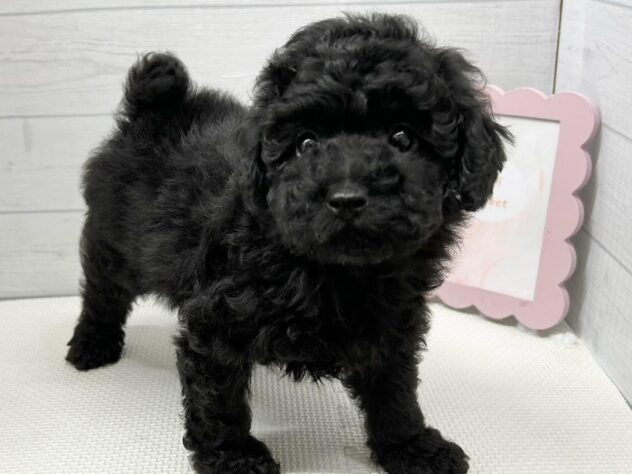 徳島県のトイプードル(トイ) (アミーゴ徳島店/2025年2月17日生まれ/男の子/ブラック)の子犬