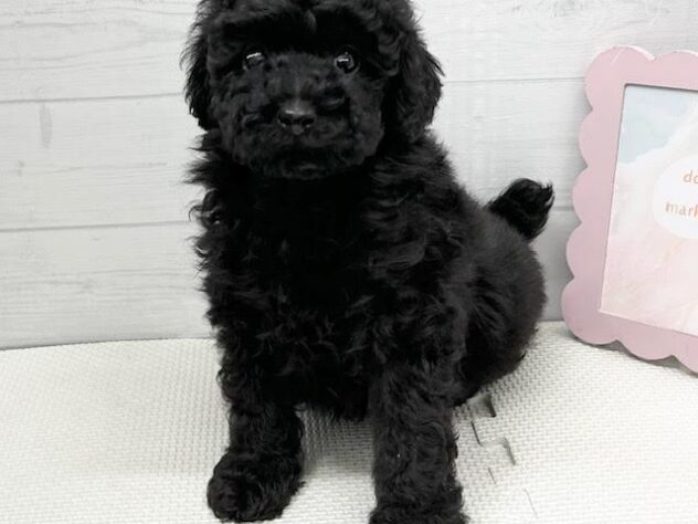 徳島県のトイプードル(トイ) (アミーゴ徳島店/2025年2月17日生まれ/男の子/ブラック)の子犬