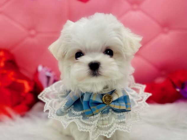岡山県のマルチーズ (アミーゴ岡南店/2025年2月3日生まれ/男の子/ホワイト)の子犬