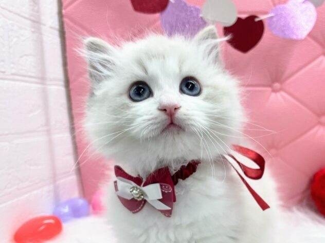 岡山県のラグドール (アミーゴ岡南店/2025年2月2日生まれ/男の子/ブルーポイントバイカラー)の子猫