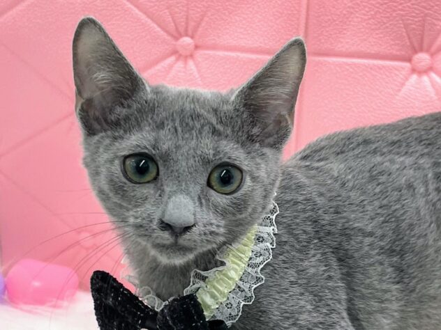 岡山県のロシアンブルー (アミーゴ岡南店/2024年12月14日生まれ/女の子/ブルー)の子猫