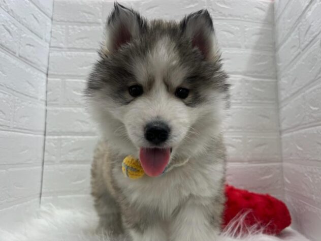 岡山県のシベリアンハスキー (アミーゴ岡南店/2025年1月22日生まれ/男の子/シルバーホワイト)の子犬