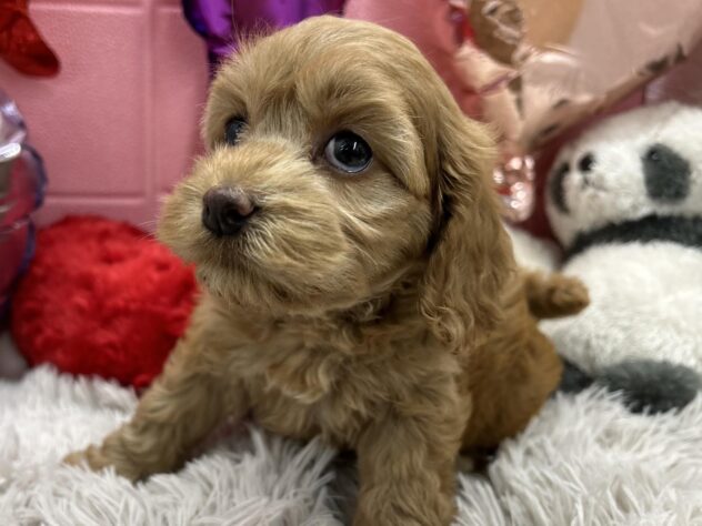 岡山県のハーフ犬・ミックス犬 (アミーゴ岡南店/2025年2月10日生まれ/女の子/バフ)の子犬