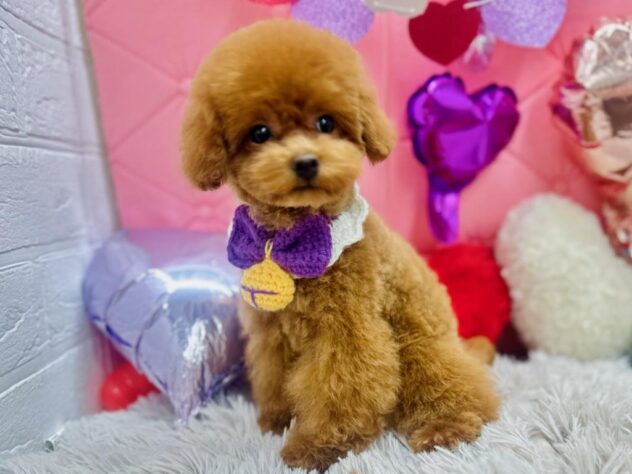 岡山県のトイプードル(トイ) (アミーゴ岡南店/2024年12月21日生まれ/男の子/レッド)の子犬