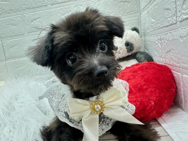 岡山県のハーフ犬・ミックス犬 (アミーゴ岡南店/2024年11月9日生まれ/女の子/ブラック)の子犬