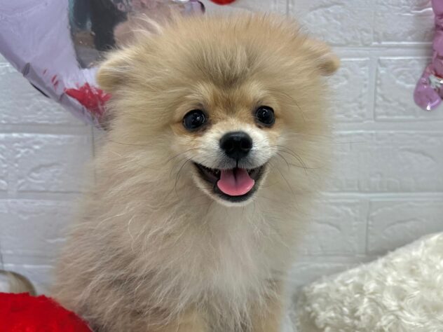 岡山県のポメラニアン (アミーゴ岡南店/2024年12月16日生まれ/男の子/ウルフセーブル)の子犬