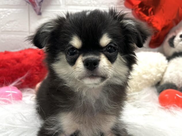 岡山県のチワワ(ロング) (アミーゴ岡南店/2024年11月26日生まれ/男の子/ブラックタン)の子犬
