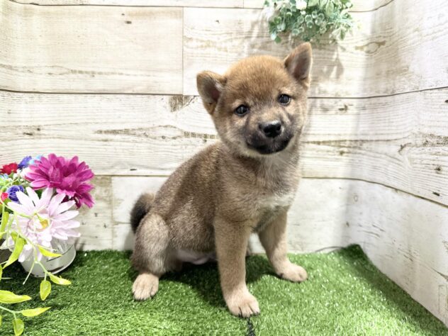 徳島県の豆柴 (アミーゴ徳島沖浜店/2025年2月17日生まれ/男の子/赤)の子犬