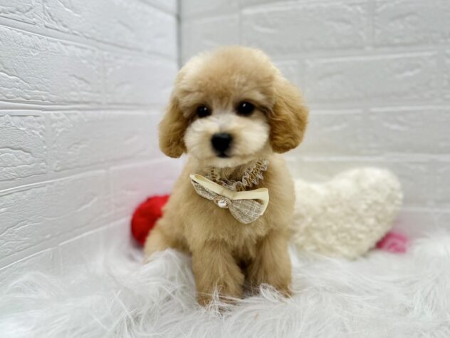 岡山県のハーフ犬・ミックス犬 (アミーゴ岡南店/2025年1月6日生まれ/女の子/クリーム)の子犬