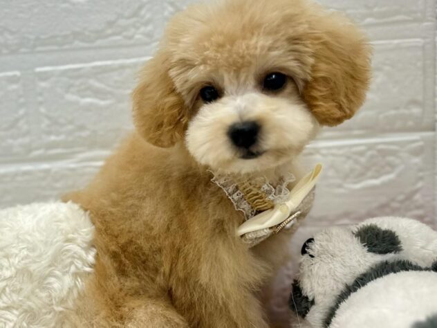 岡山県のハーフ犬・ミックス犬 (アミーゴ岡南店/2025年1月6日生まれ/女の子/クリーム)の子犬