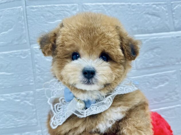岡山県のトイプードル(トイ) (アミーゴ岡南店/2025年1月20日生まれ/男の子/ブリンドル)の子犬