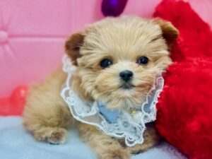 岡山県のハーフ犬・ミックス犬 (アミーゴ岡南店/2025年1月19日生まれ/女の子/クリーム)の子犬